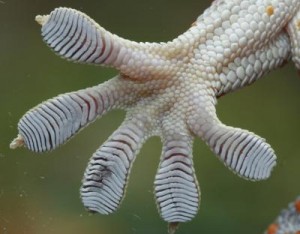 yıldızgemisi-geckofeet-eyırdefterı